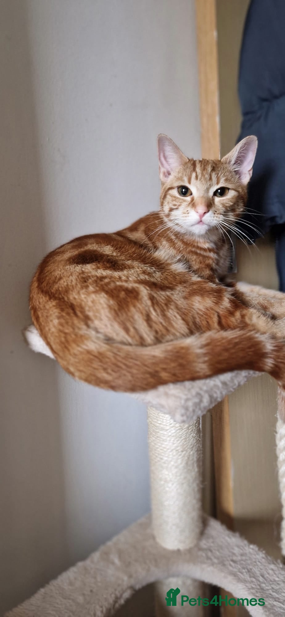 Domestic Shorthair cats Adorable Ginger Tabby Kitten (Free to a good Home) - Advert 1