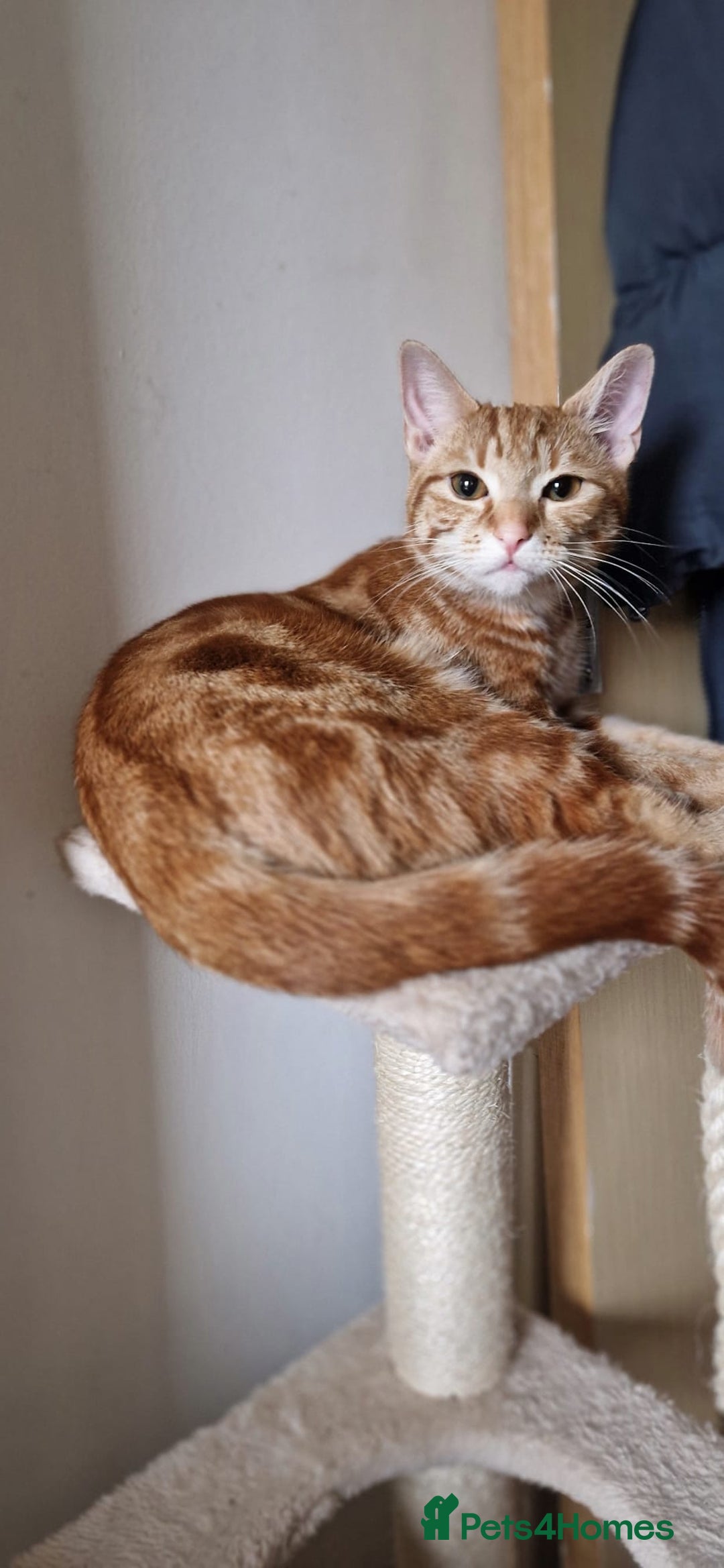 Domestic Shorthair cats for sale: Adorable Ginger Tabby Kitten ( ** ) - Advert 1