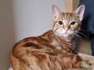 Domestic Shorthair cats Adorable Ginger Tabby Kitten ( ** ) - Advert 1