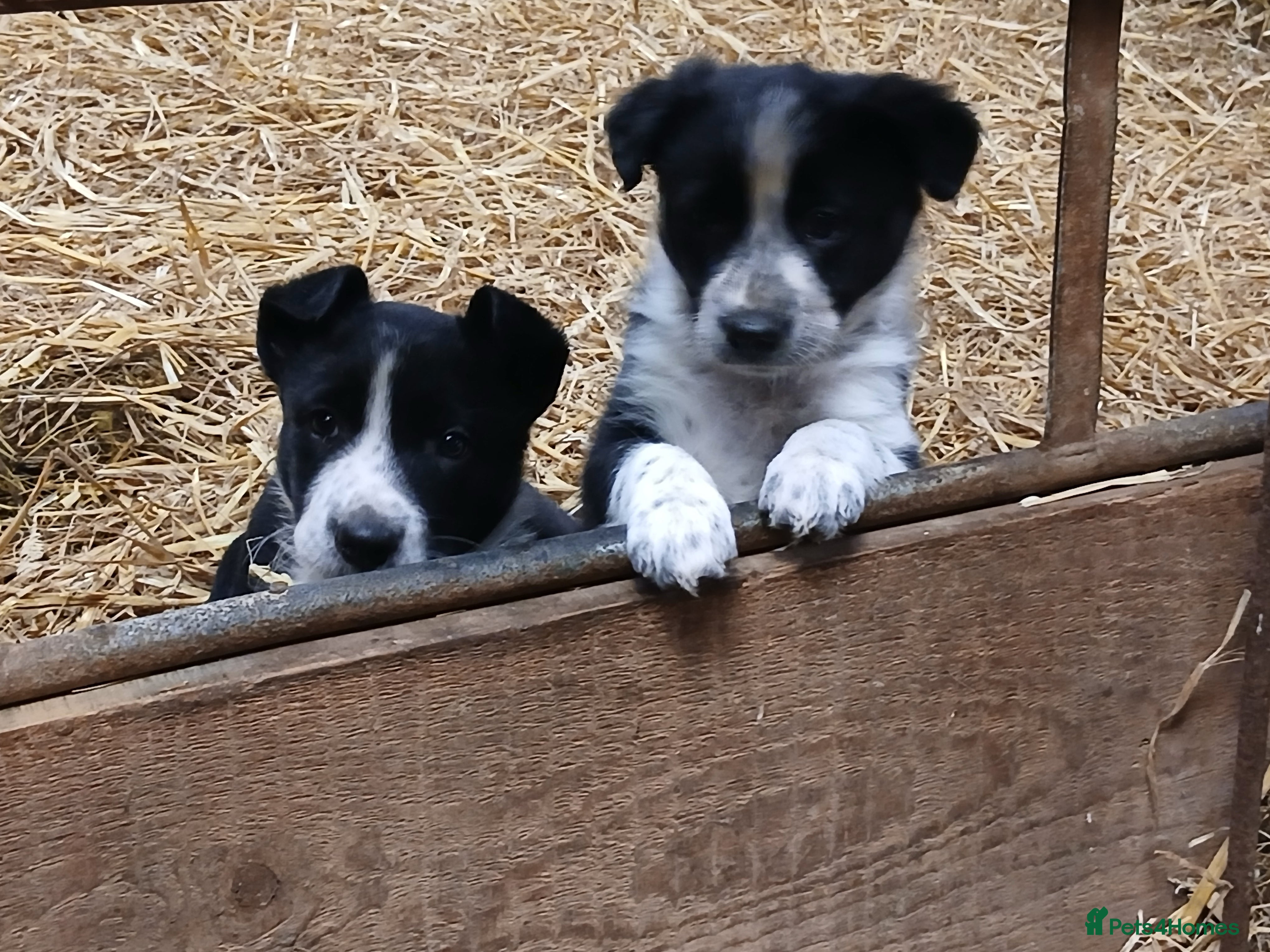 Border Collie dogs Adorable sherp dog pups for sale - Advert 7