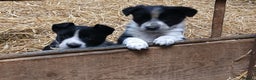 Border Collie dogs for sale: Adorable sherp dog pups for sale - Advert 1