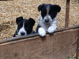 Border Collie dogs Adorable sherp dog pups for sale - Advert 1