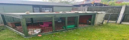 Mini Lop rabbits for sale: Belle and Fudge in Goole - Advert 3