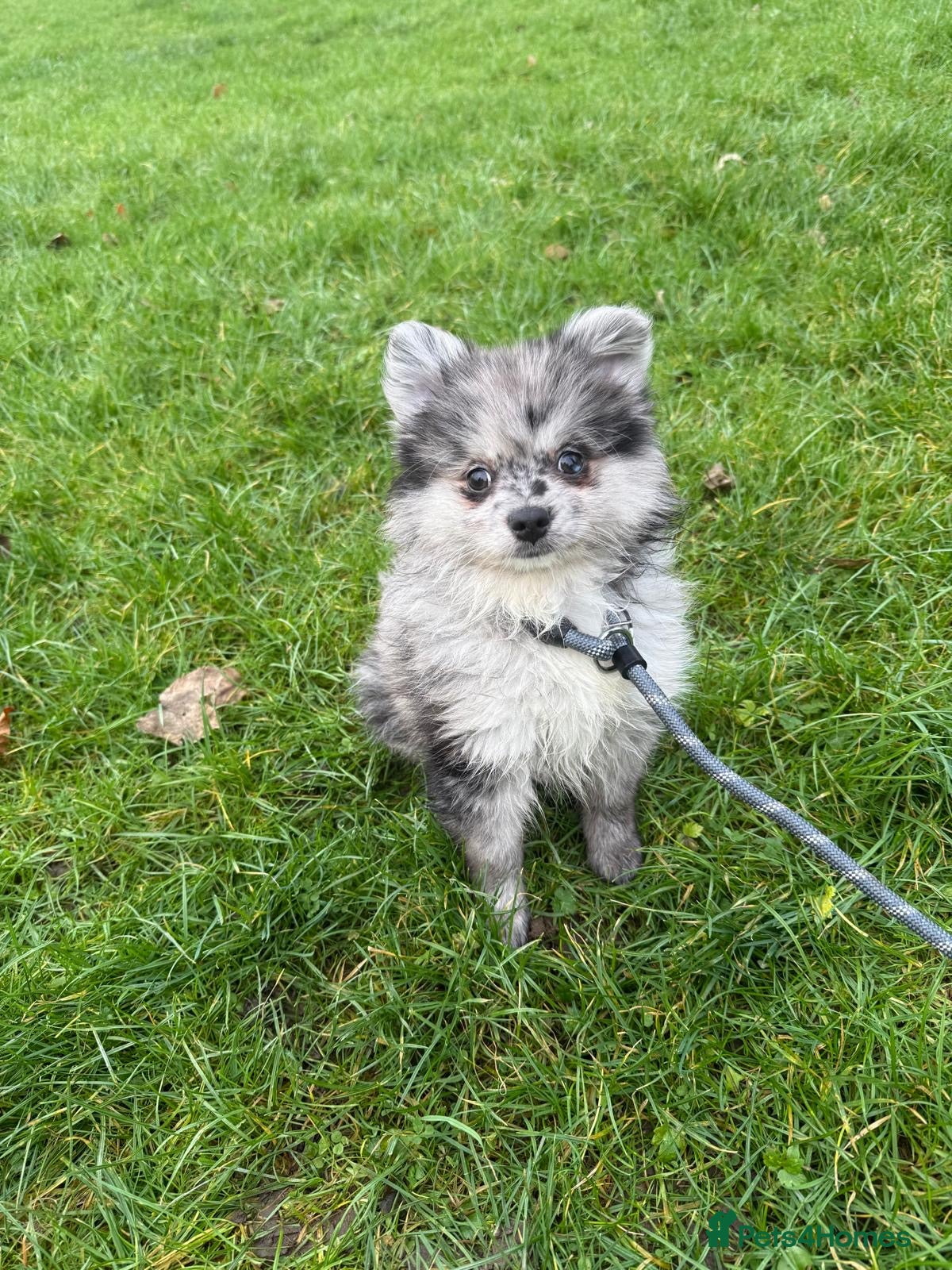 Pomeranian dogs Beautiful Adorable Very Loving Pomeranian Puppies - Advert 5