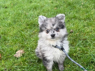 Pomeranian dogs Beautiful Adorable Very Loving Pomeranian Puppies - Advert 5