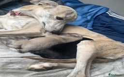 Whippet dogs for sale: 2 Whippet Pups one male one female - Image 5