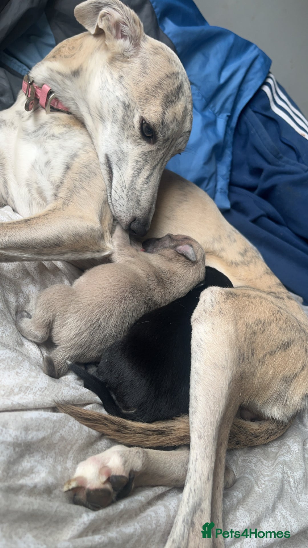 Whippet dogs for sale: 2 Whippet Pups one male one female - Image 5