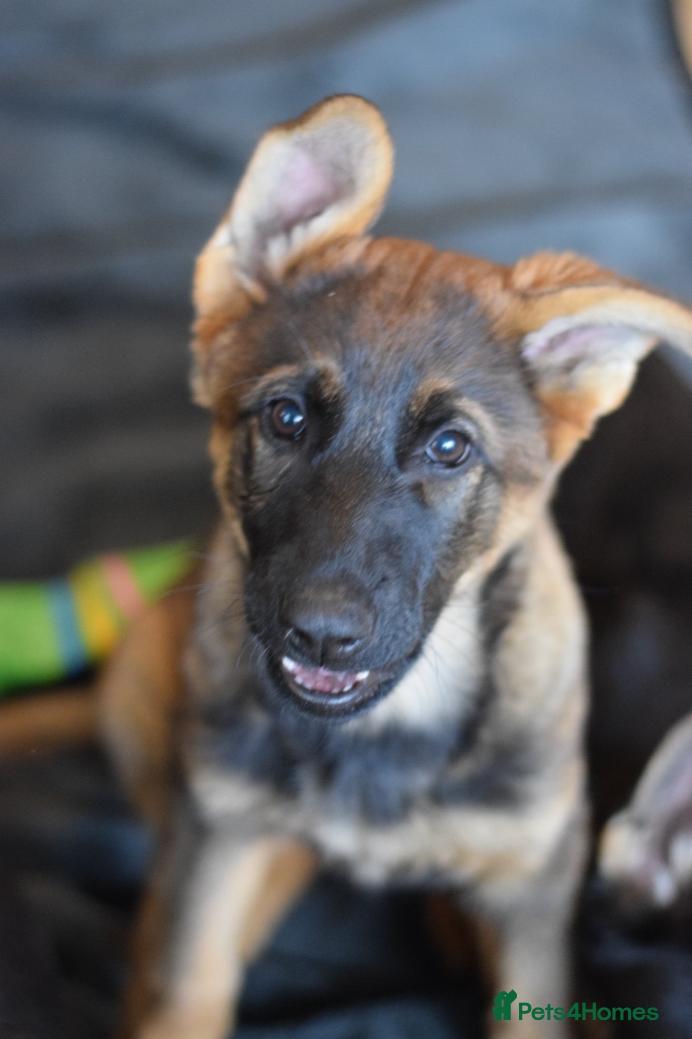 German Shepherd dogs ⭐⭐ ⭐ German Shepherd ⭐⭐⭐  - Advert 2