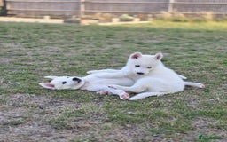Siberian Husky dogs for sale: Stunning Pure siberian husky pups - Image 3