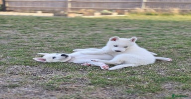 Siberian Husky dogs - Advert 15
