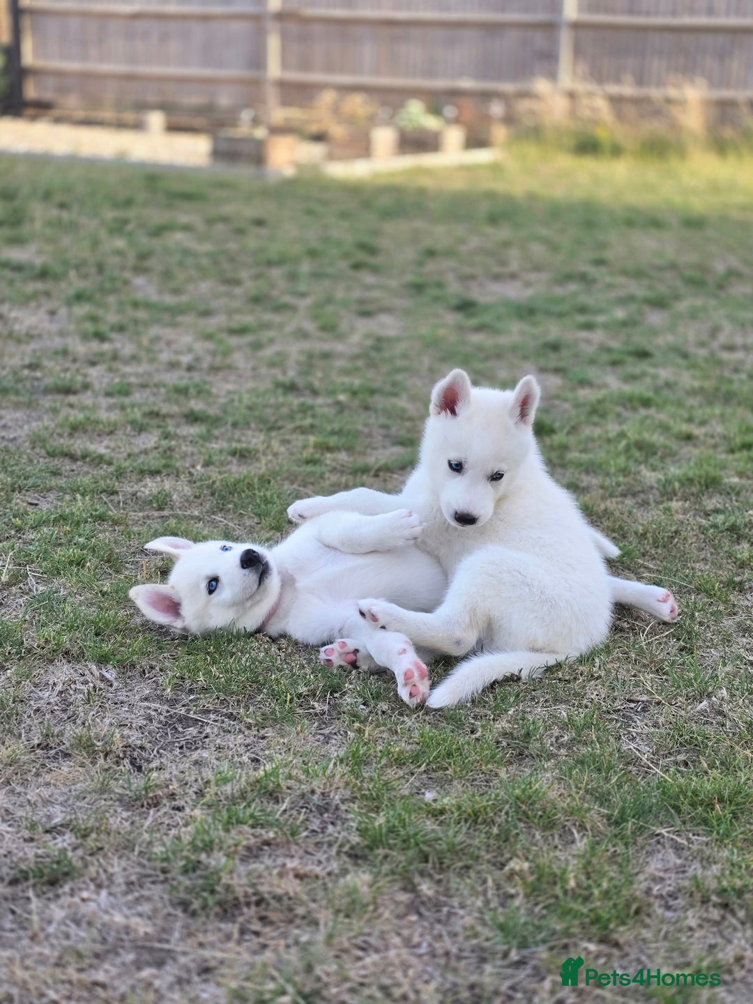 Siberian Husky dogs for sale: Stunning Pure siberian husky pups - Image 3
