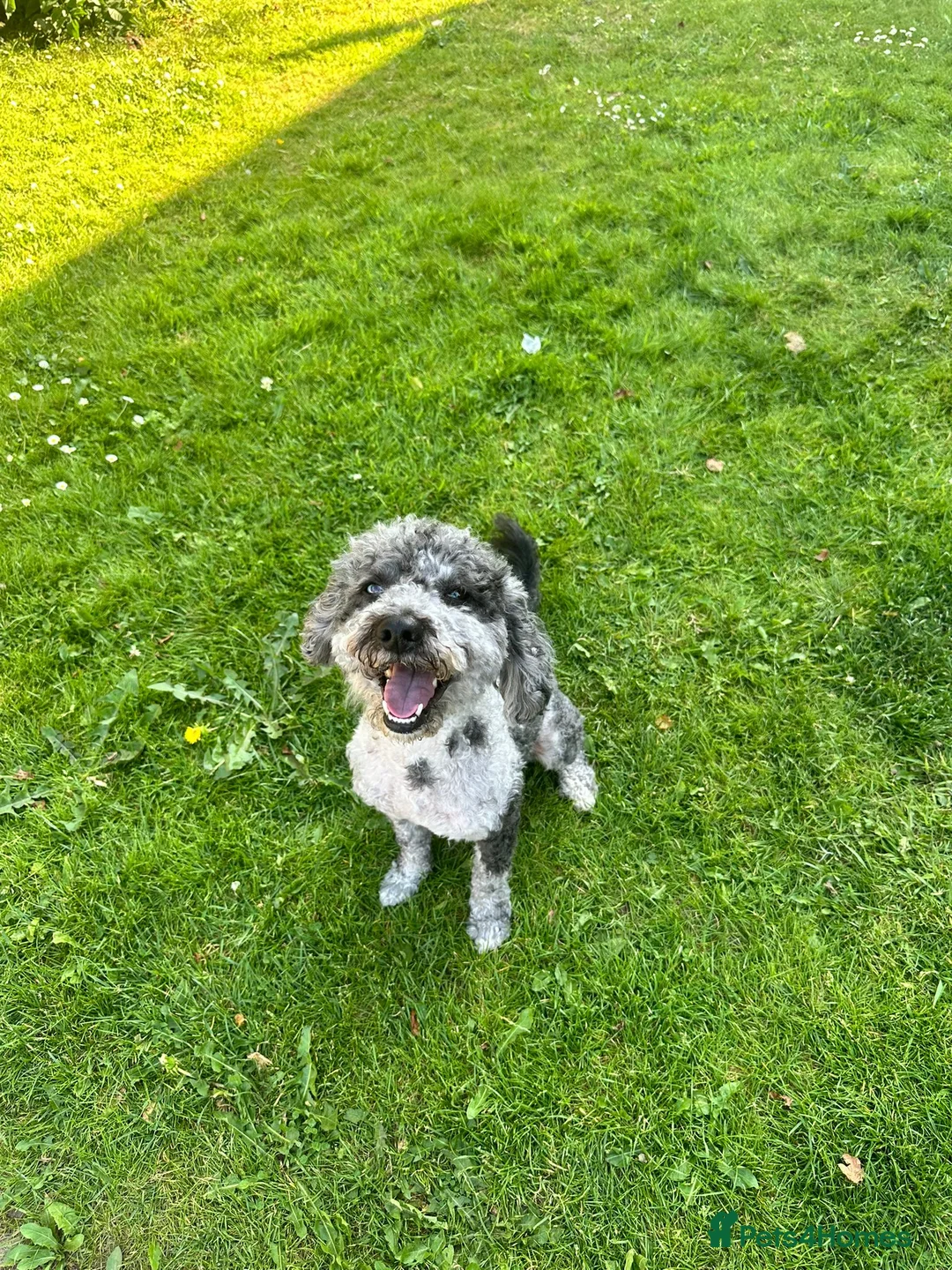 Cockapoo dogs for stud: F1b Merle Cockapoo Available for Stud – Ziggy in Salford - Advert 2