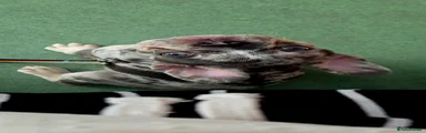 French Bulldog 3 - Spotty