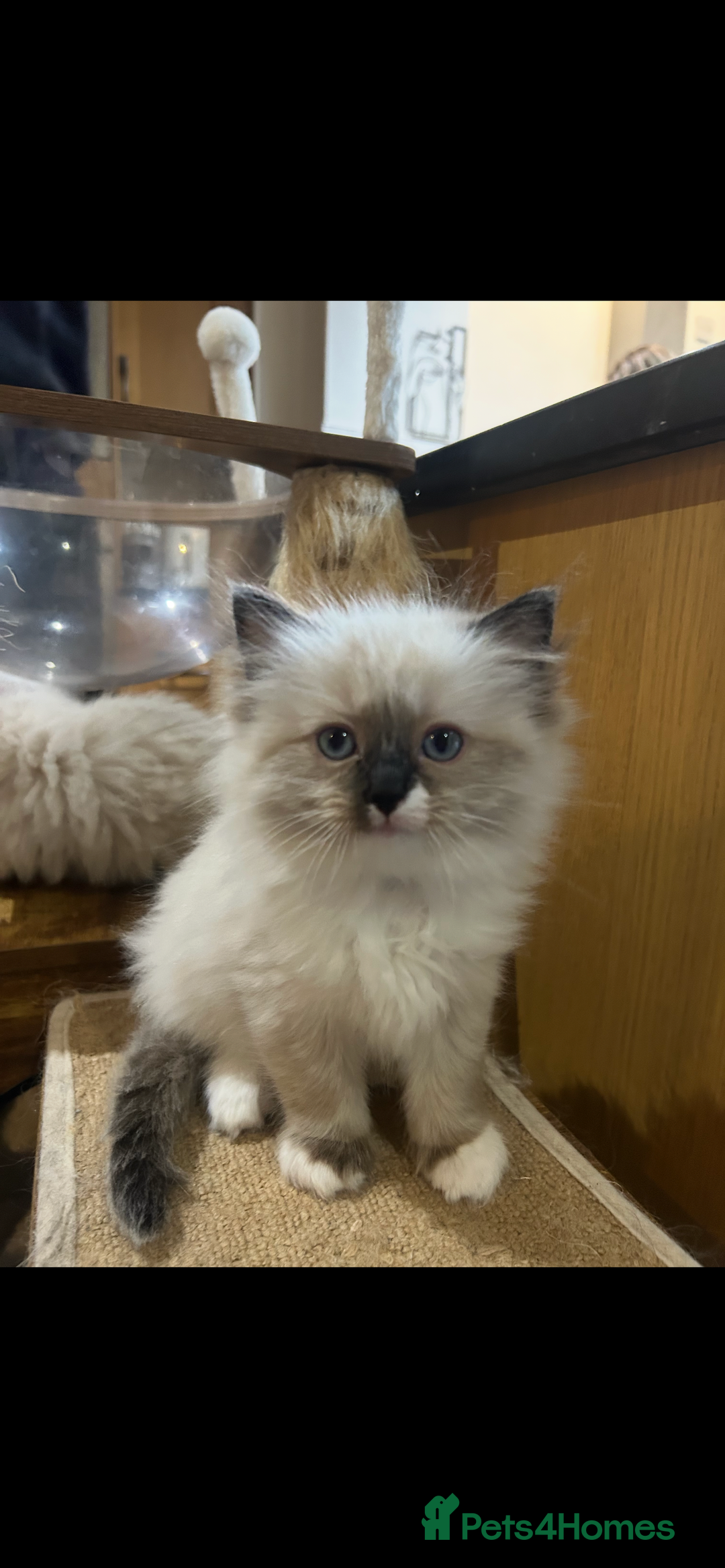 Ragdoll cats for sale: Fluffy Ragdoll Sisters - Advert 12