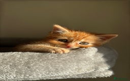 Persian cats for sale: mixed bombay and persian kittens  - Image 5