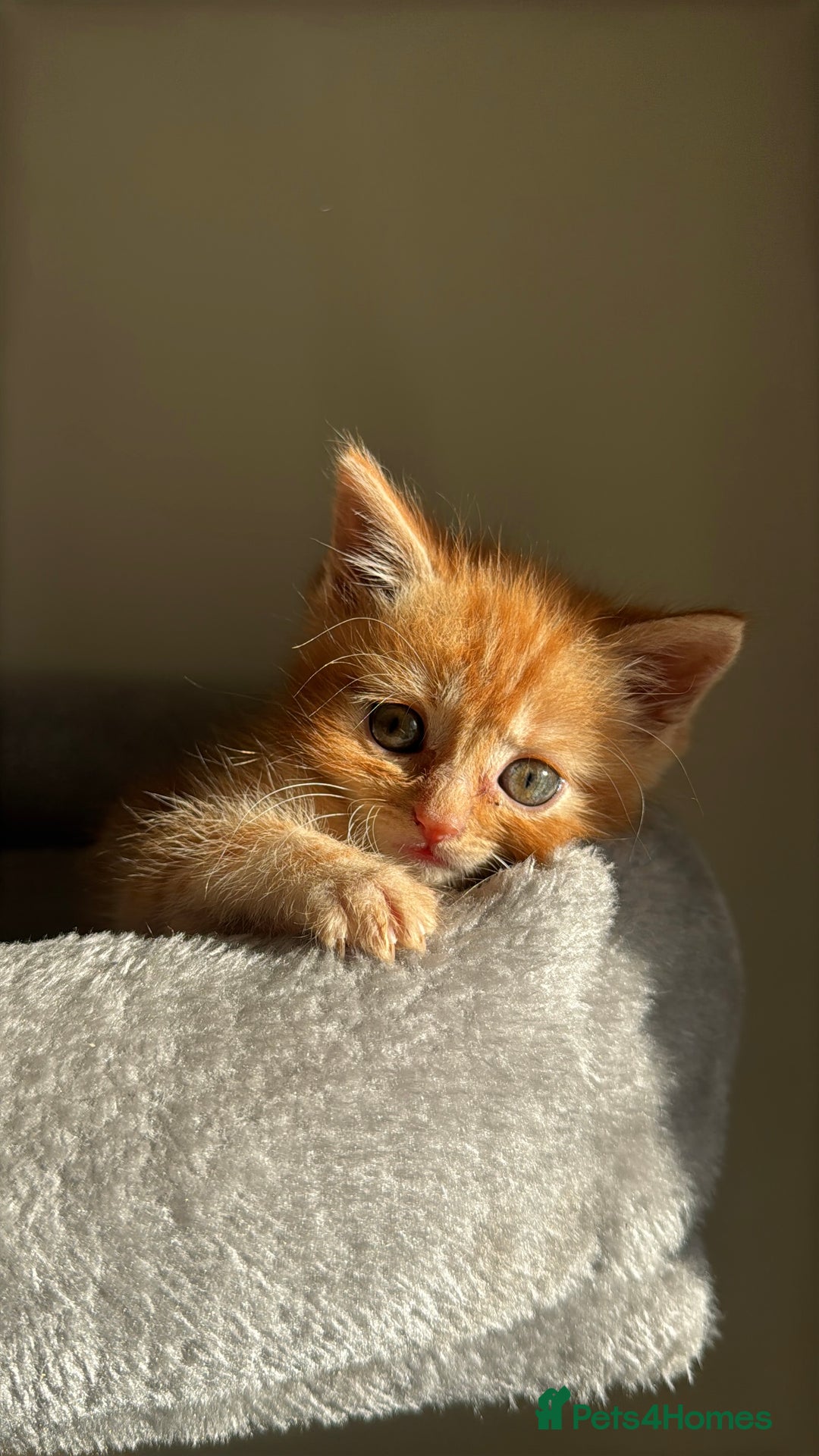 Persian cats for sale: mixed bombay and persian kittens  - Image 5