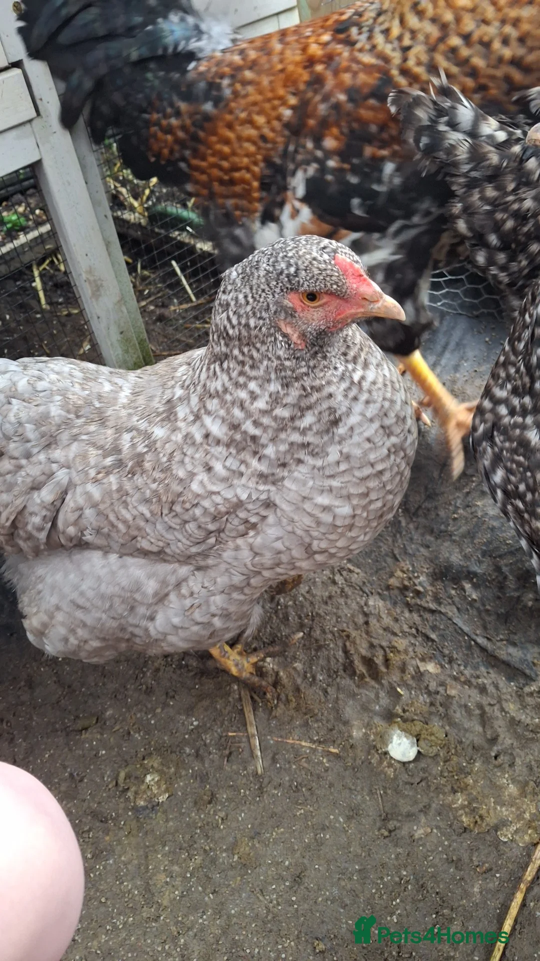 Chickens poultry for sale: Two California greys - Advert 2