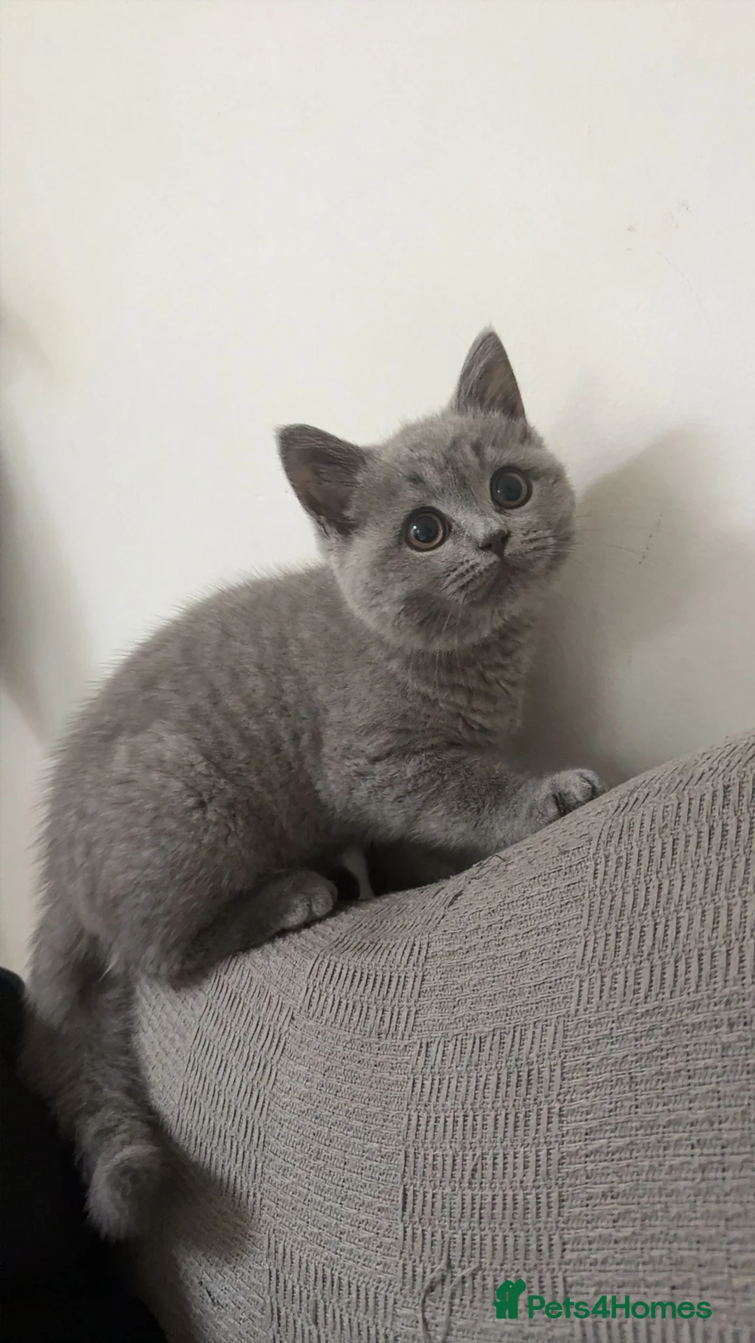 British Shorthair cats for sale: 3 month old british short hair pure breed - Advert 2