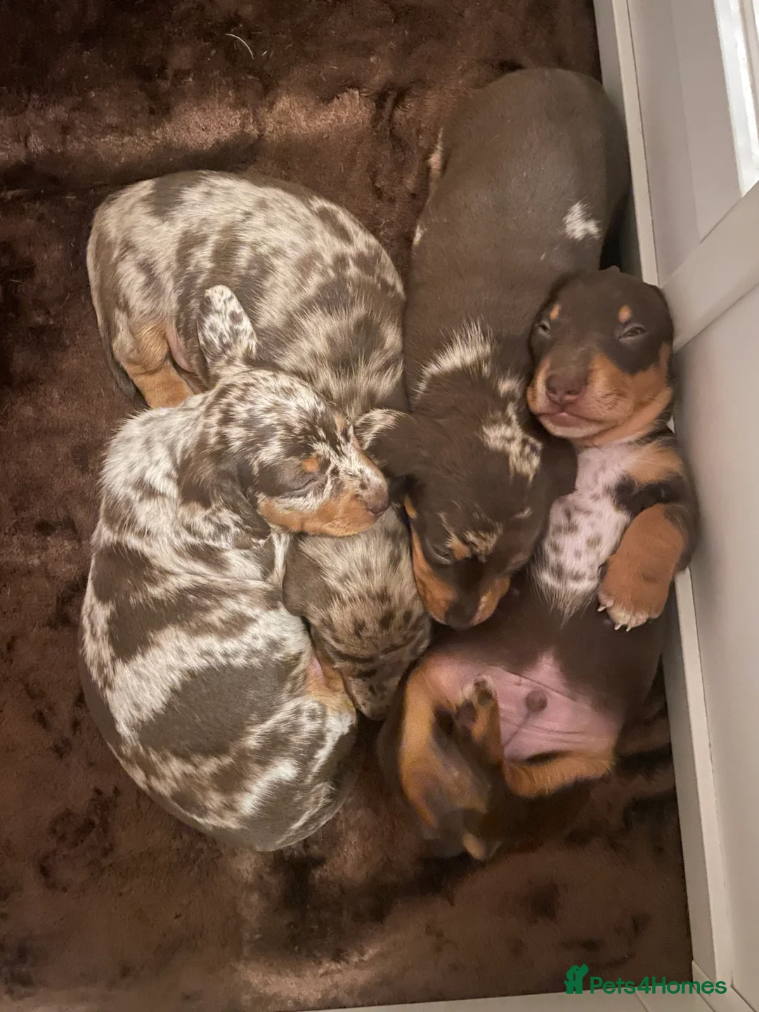 Miniature Dachshund dogs for sale: Miniature dapple piebald puppies - Advert 7