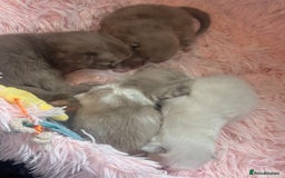 Ragdoll cats for sale: Rare Cherubim ragdolls lilac mink sepia smoke  - Image 17