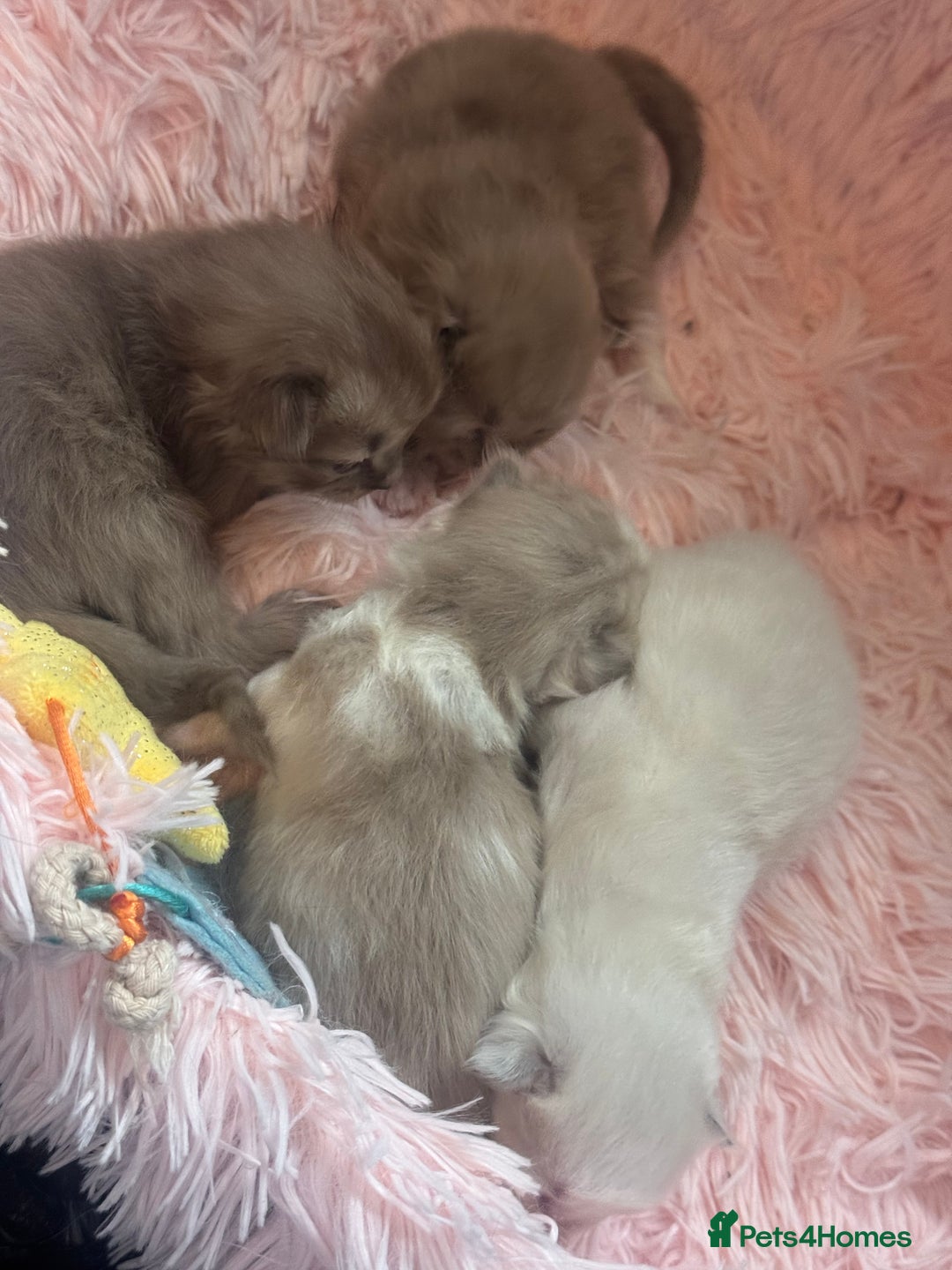 Ragdoll cats for sale: Rare Cherubim ragdolls lilac mink sepia smoke  - Image 17