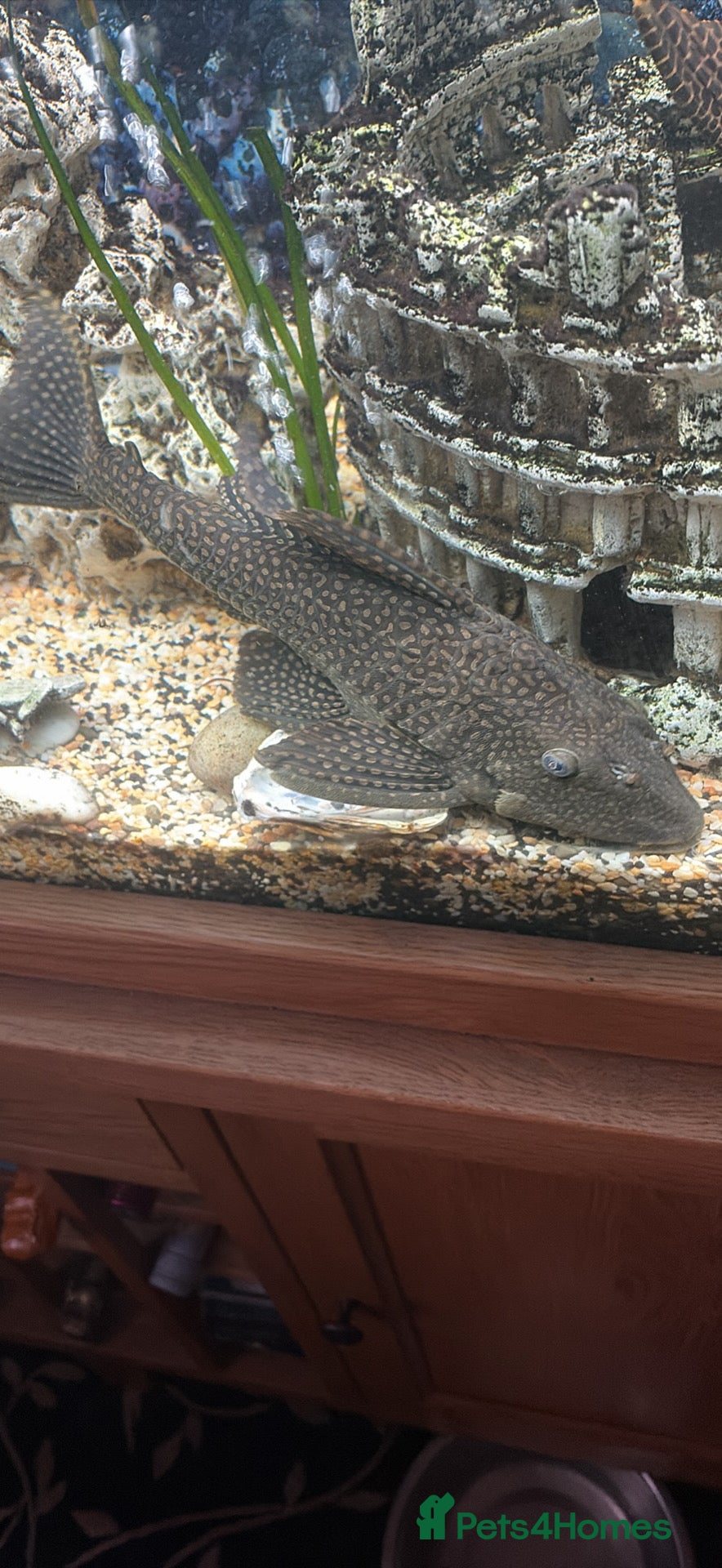 Plecos fish Plecs for sale x5 - Advert 1