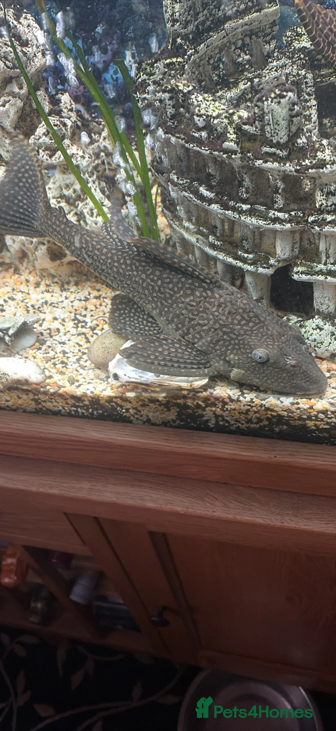 Plecos fish for sale: Plecs for sale x5 - Advert 3