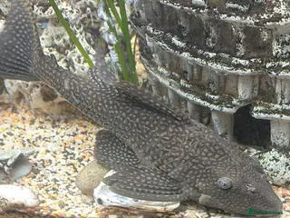Plecos fish Plecs for sale x5 - Advert 1
