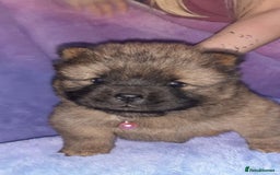 Chow Chow dogs for sale:  KC registered Chow Chow puppies for sale.🤗 - Image 32