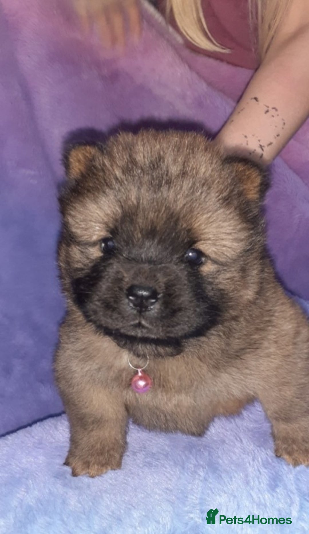 Chow Chow dogs for sale:  KC registered Chow Chow puppies for sale.🤗 - Image 32