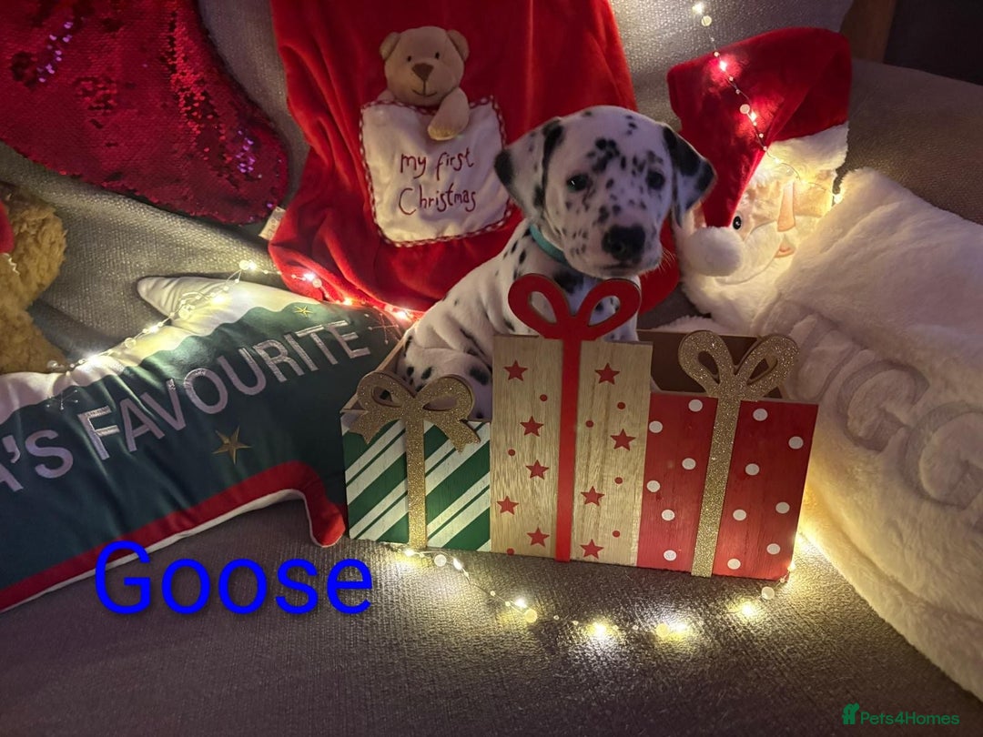 Dalmatian dogs for sale: Dalmatian puppies KC registered last 1 remaining - Advert 22