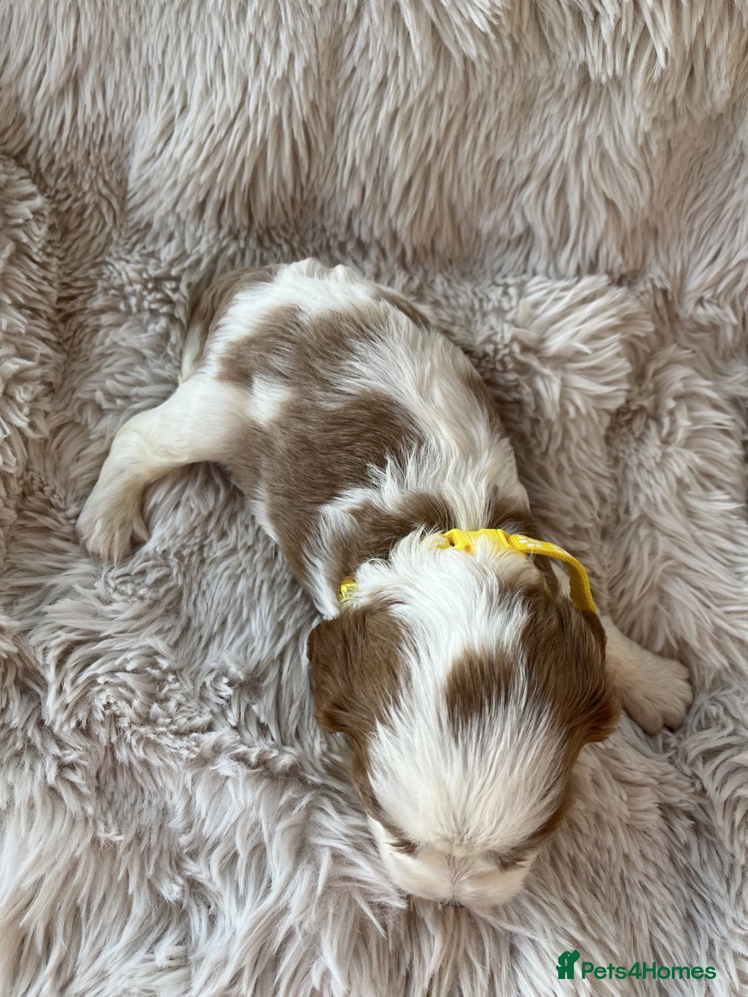 Cavalier King Charles Spaniel dogs for sale: Chocolate Carriers KC Vet Health Checked - Advert 22