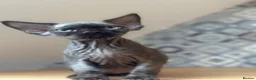 Devon Rex cats for sale: 🤎 Chocolate Devon Rex Boy Umber 🤎 - Advert 12