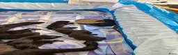 Labrador Retriever dogs for sale: Chocolate Labrador puppies - Advert 3