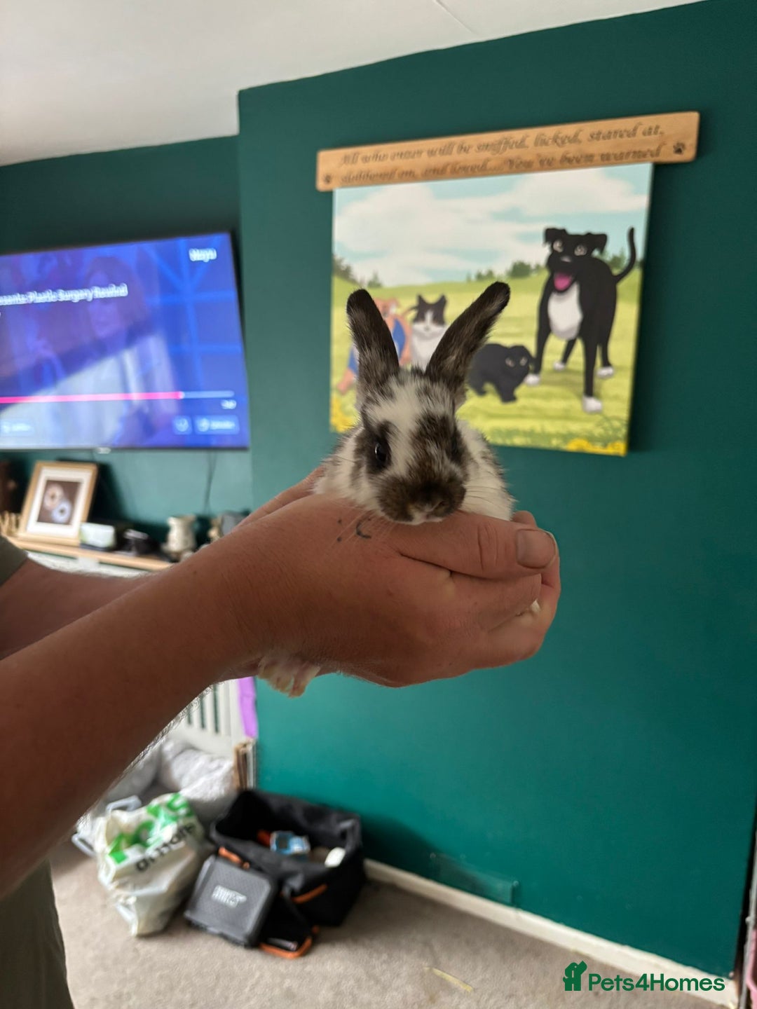Mini Lop rabbits for sale: 8 baby rabbits - Image 1