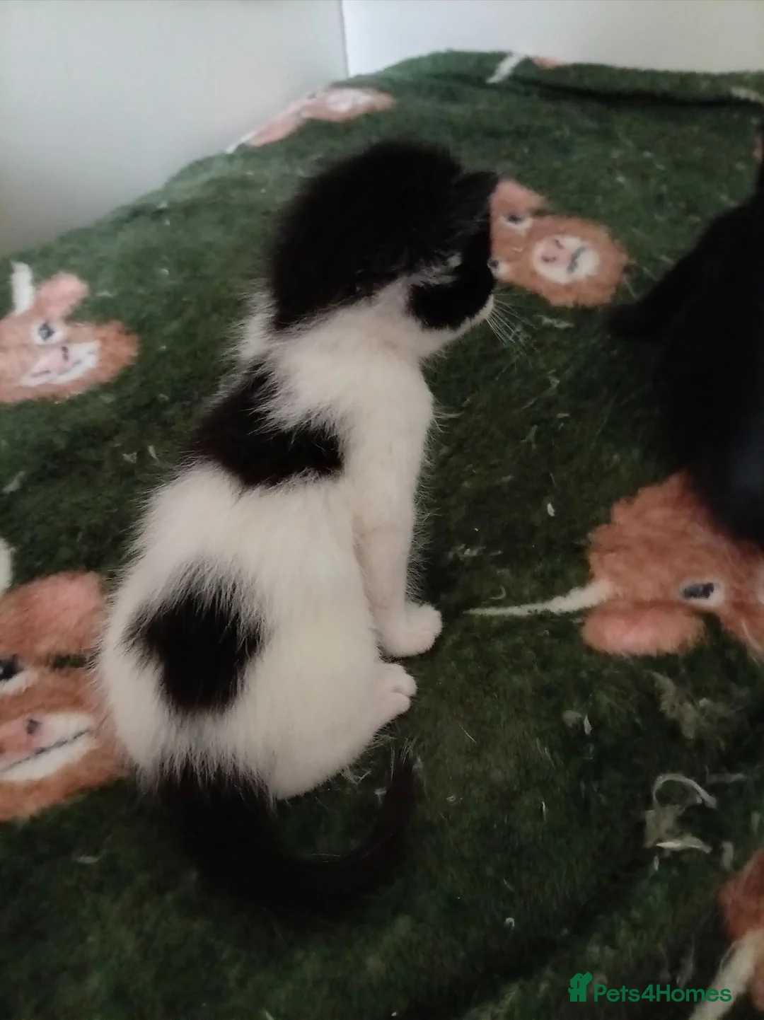 British Shorthair cats for sale: Pure tuxedo kittens in Southsea - Advert 2