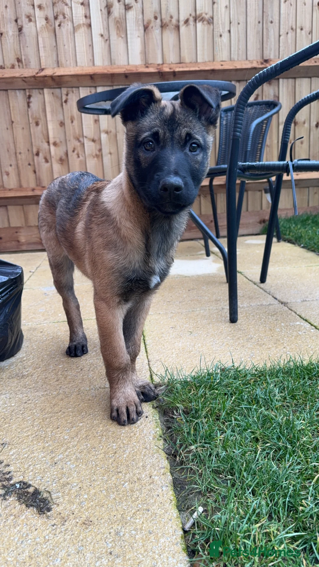 Belgian Shepherd Dog dogs for sale: Belgian mallinois needing a new home - Advert 2