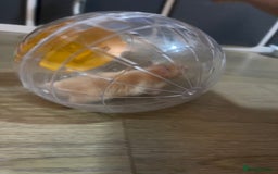 Hamster rodents for sale: Gorgeous male Syrian hamster  - Image 12