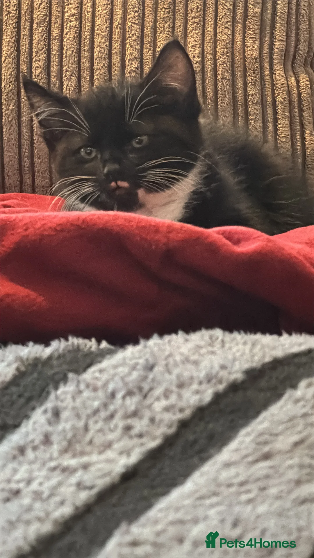 Mixed Breed cats for sale: Kitten  - Advert 2