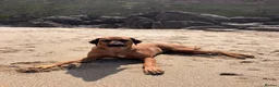 Rhodesian Ridgeback dogs for sale: Wait List Open - Safely Arrived 14th June - Advert 19