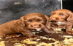 Cocker Spaniel dogs for sale: Gorgeous KC Cocker Boy - Image 5
