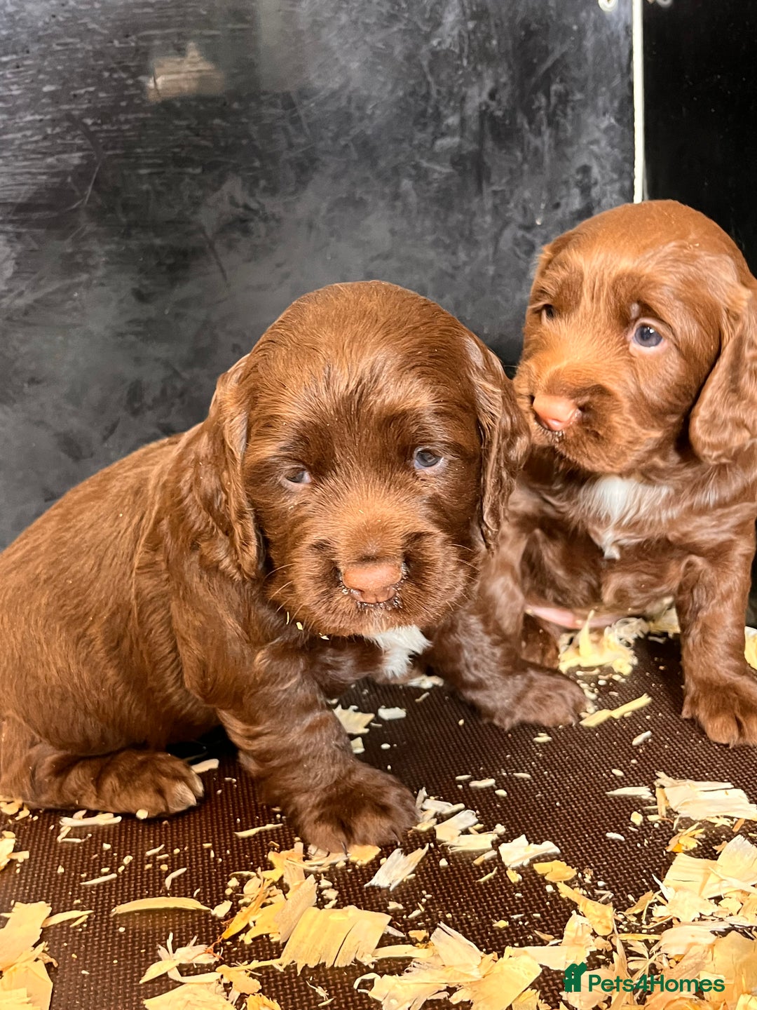 Cocker Spaniel dogs for sale: Gorgeous KC Cocker Boy - Image 5