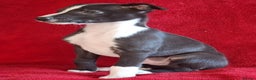 Whippet dogs for sale: Sporting bred whippet puppies  - Advert 6