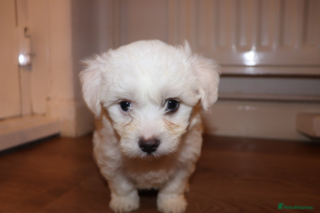 Havanese dogs for sale: Havanese - Advert 5