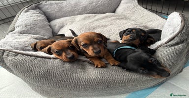 Miniature Dachshund dogs - Advert 3