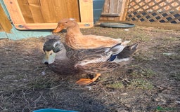 Ducks poultry for sale: Crested ducks  - Image 2