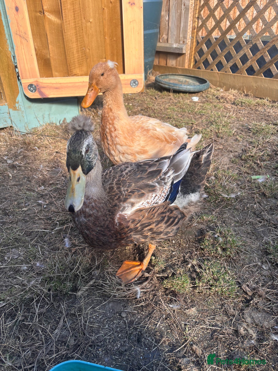 Ducks poultry for sale: Crested ducks  - Image 2
