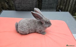 Continental Giant rabbits for sale: Merle colours  , rusian blue fur  - Image 12
