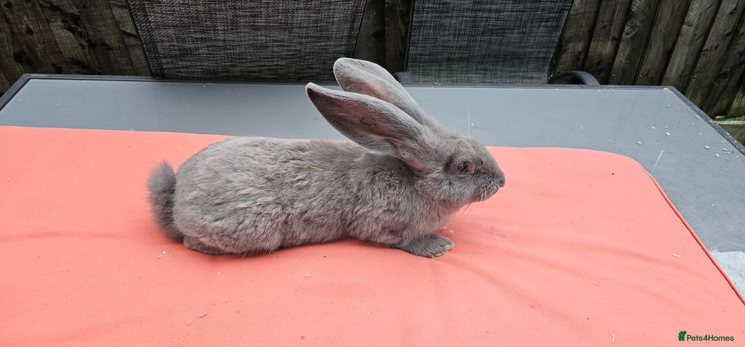 Continental Giant rabbits for sale: Merle colours  , rusian blue fur  - Image 12