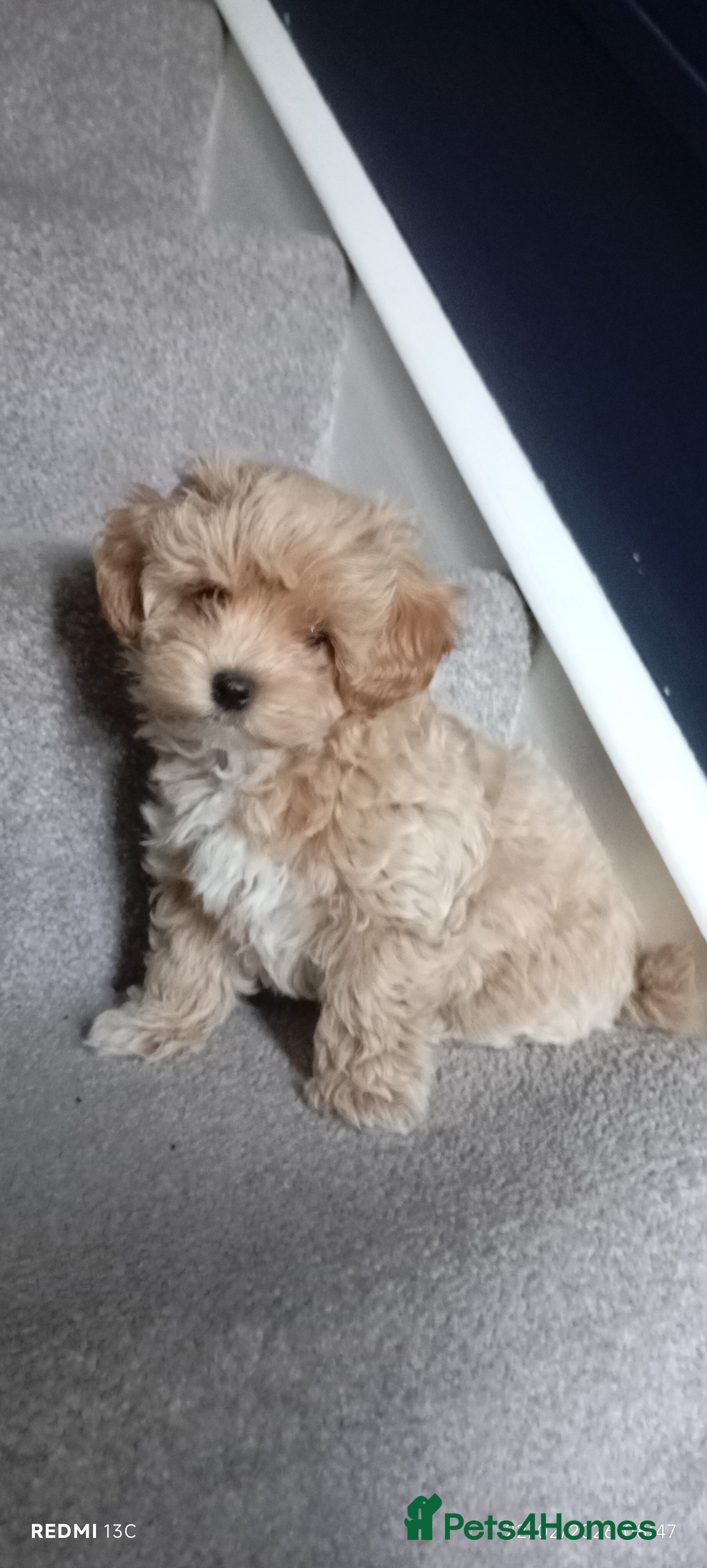 Maltipoo dogs Maltipoo Puppy  - Advert 10